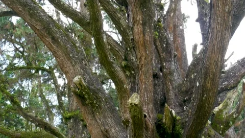 Large Tree with Mossy Branches in Foggy Mountain Forest Vídeo Stock 341794381