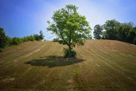 A large tree in a mowed meadow Foto stock