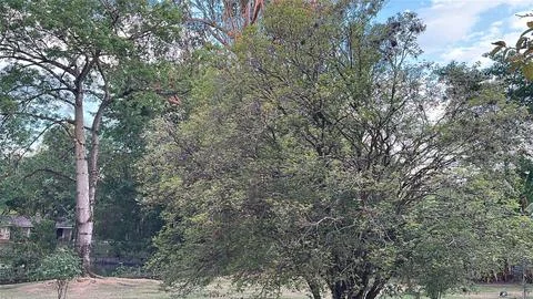 Large Tree in Natural Landscape Stock Photos