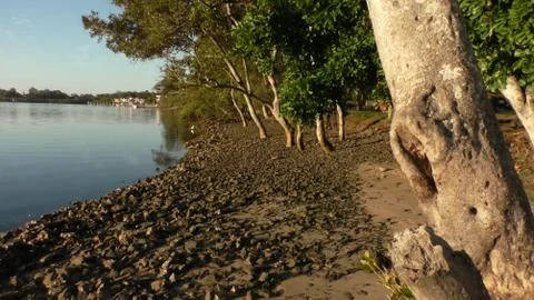 Large tree next to river Foto stock
