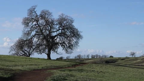 Large tree next to trail hiking at Tabletop mountain in California in winter Stock Footage 313319958
