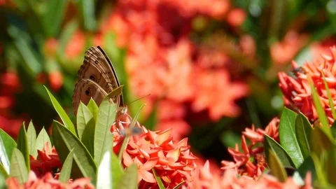 Large tree nymph butterfly feeding on the nectar of a yellow flower 스톡 동영상 71383228