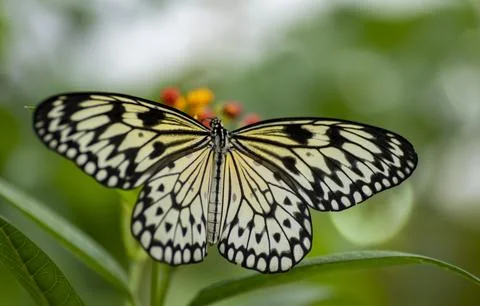 The Large Tree Nymph (Idea leuconoe). Stock Photos