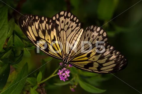 Large tree nymph Stock Photos