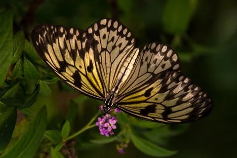 Large tree nymph Stock Photos