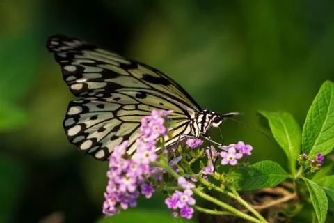 Large tree nymph Stock Photos