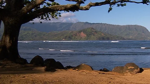 Large tree by the ocean. Rolling waves and mountain range B Stock Footage 102527911