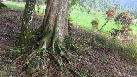 Large tree in an old cemetery Stock Footage 320096402