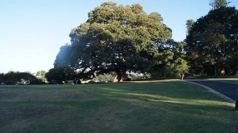 Large Tree in Open Park Landscape Foto stock