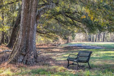 Large tree over a bench Foto stock