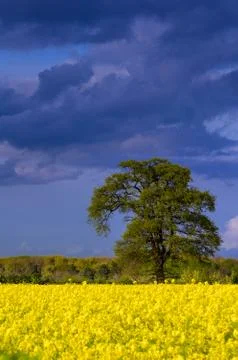Large tree over blooming rapeseed field under intense cloudy sky Stock Photos