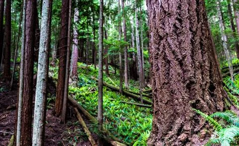 Large tree in an overgrown forest Stock Photos