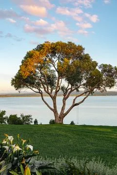 Large tree overlooking a calm lake, featuring a swing hanging from a branch Stock Photos