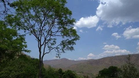 A Large tree overlooks a valey in Erawan National Park during an sunny day Video stock 74290610