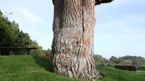 Large Tree Pan up shot Stock Footage 22981235
