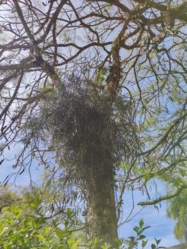 Large tree with parasite epiphyte Stock Photos
