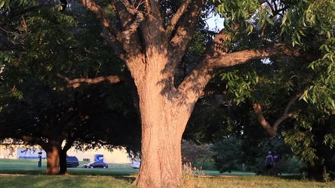A large tree at the park Stock Footage 94013441