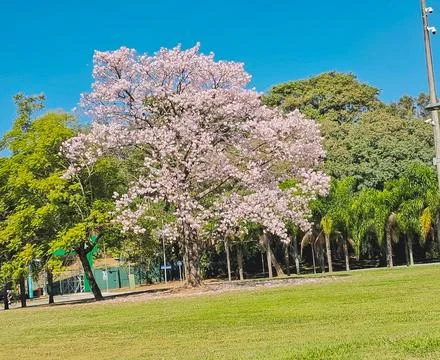 Large tree in a park, in full bloom. Stock Photos