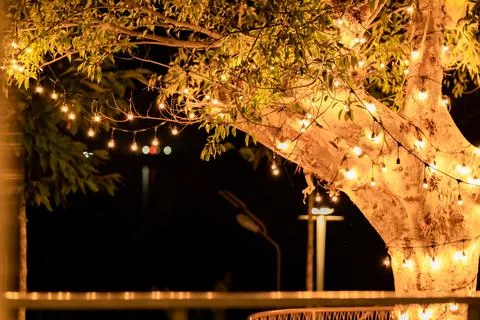 The large tree in the park was decorated with fairy light on its branches a.. Stockfoto's