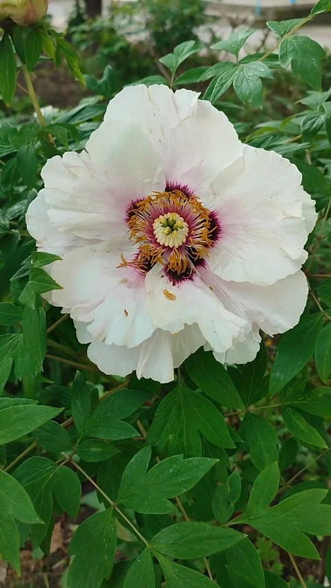 Large tree peony flower. A large flower with white petals and stamens Vertical Stock Footage 323133264