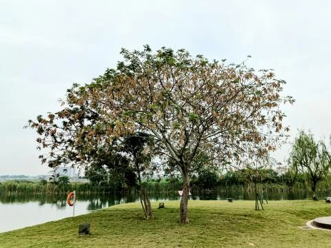 A large tree of the petai type bears abundant fruit that has dried up and i.. Stock Photos