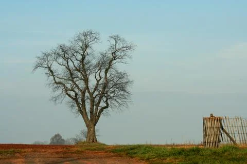 Large tree Stock Photos