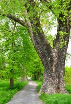 Large tree Stock Photos