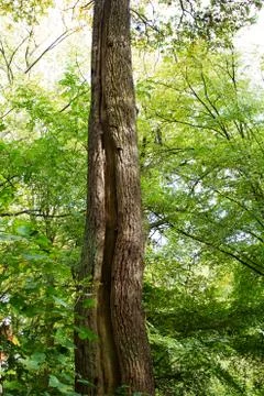 Large Tree Stock Photos