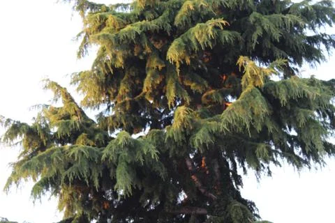 Large Tree Stock Photos