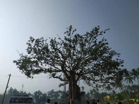 Large tree 写真素材