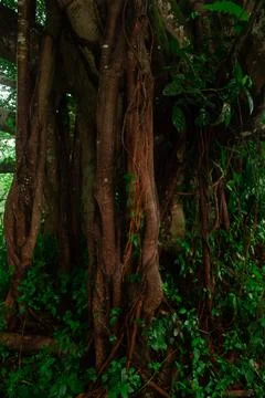 Large tree Stock Photos