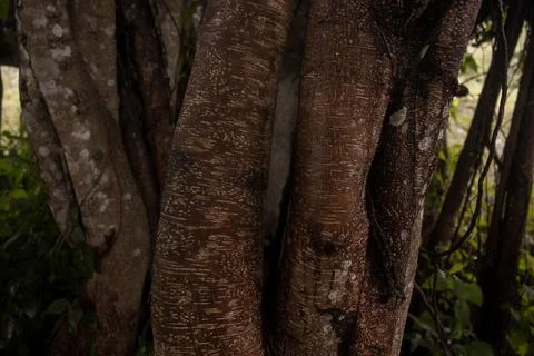 Large tree Stock Photos