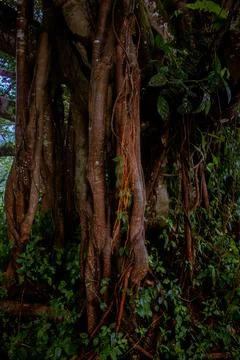 Large tree Stock Photos