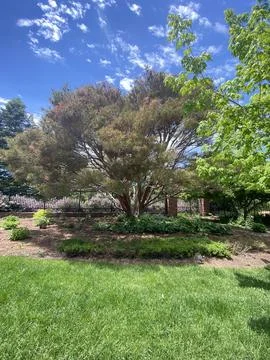 Large tree Stock Photos