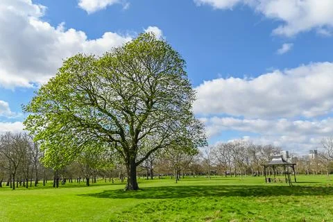 Large tree Stock Photos
