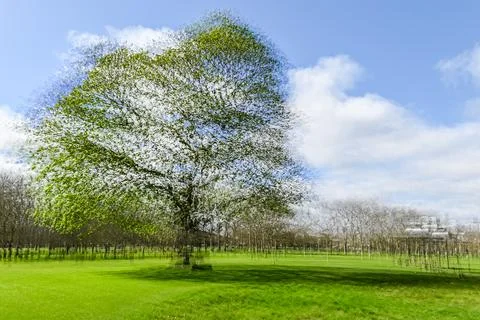 Large Tree Stock Photos