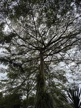 A large tree Stock Photos