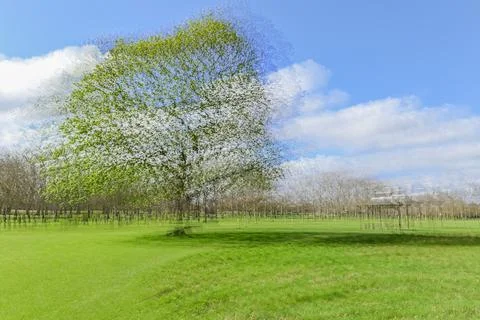 Large Tree,  photographed tree Stock Photos