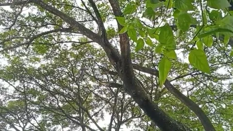 A large tree plant with branches with light filtering through the leaves. Stock-Footage 329468599
