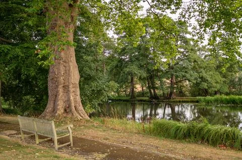Large tree by pond with bench. Stock Photos