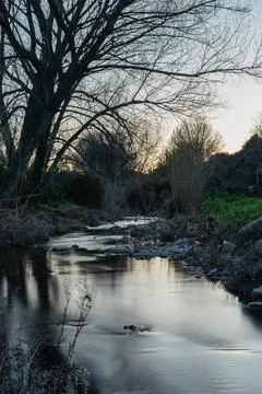 Large tree, poplar, leafless, winter landscape, with small river at sunset. Stock Photos