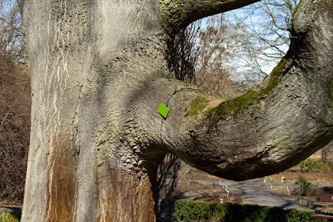 A large tree with a powerful branch on which a tag hangs. Tree in the botanic Stock Photos