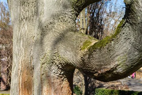 A large tree with a powerful branch on which a tag hangs Stock Photos
