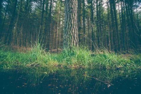 Large tree by a puddle Stock Photos