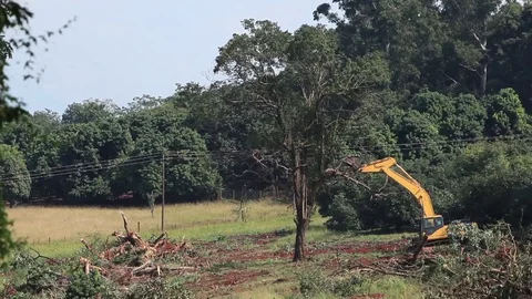 Large Tree Pushed over by Industrial Excavator Stock Footage 128233946