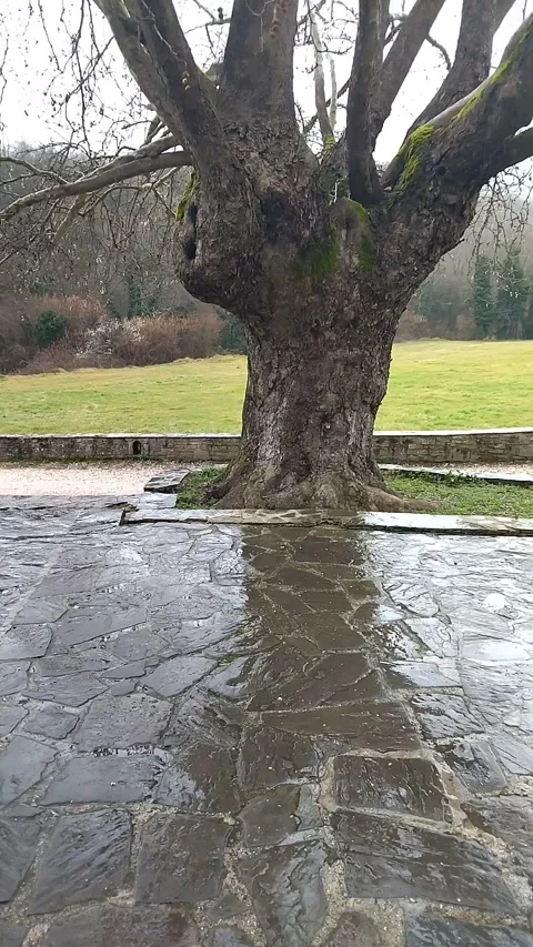 A large tree in the rain Video stock 305161352