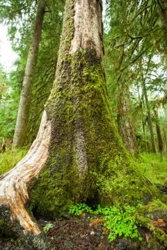 Large Tree in rain forest Stock Photos