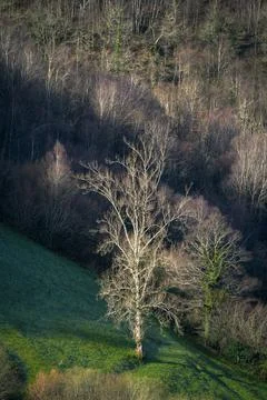 A large tree raises its bare branches in the late winter morning sun Stock Photos