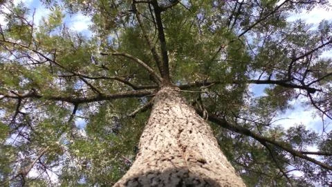 Large tree reaching into the sky Foto stock