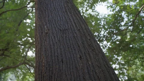 Large Tree Reaching Toward the Sky in a Calm Landscape Video stock 290169642